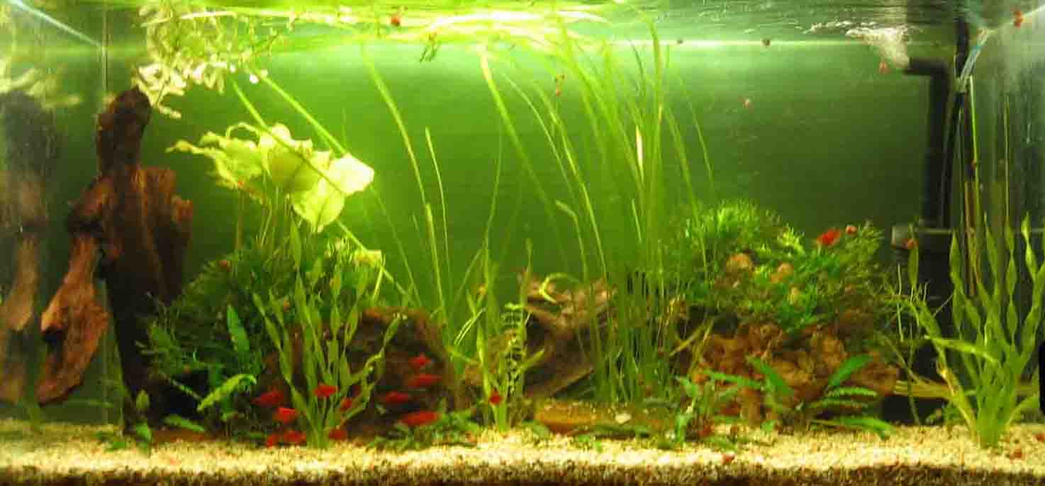 &copy; Zierfischfreunde Immenhausen-Holzhausen Aufgenommen am 21.6.2006